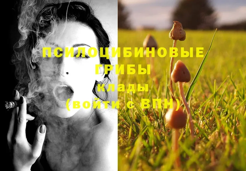 где можно купить наркотик  Далматово  Псилоцибиновые грибы MAGIC MUSHROOMS 